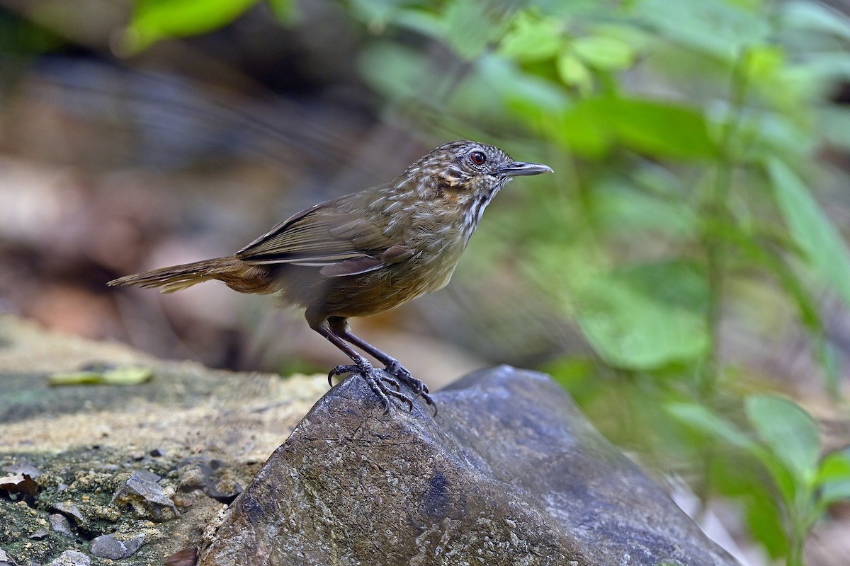 Rufous Limestone Babbler - ML645779593