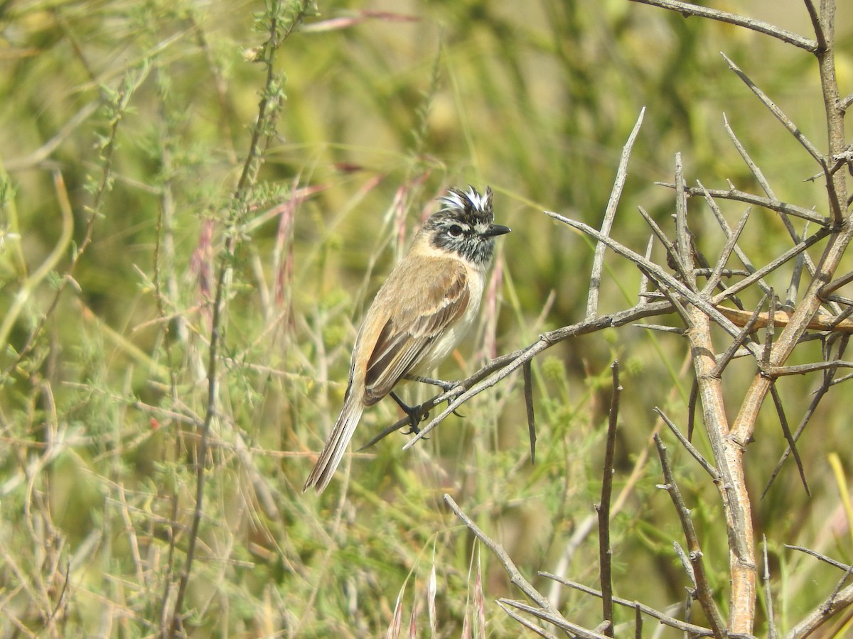 Bearded Tachuri - ML645779595