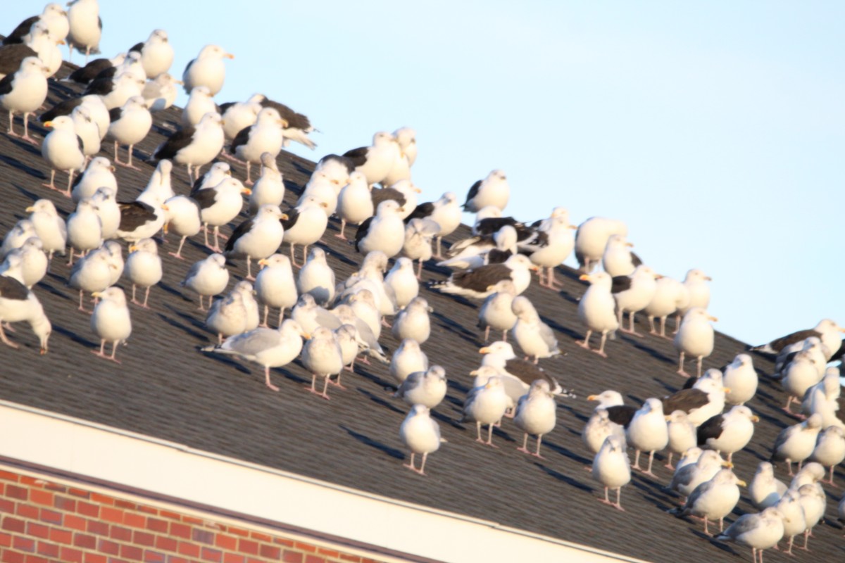 Great Black-backed Gull - ML645779599