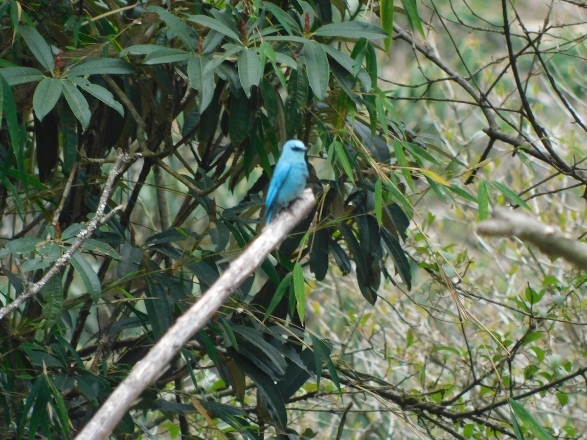 Verditer Flycatcher - ML645779600