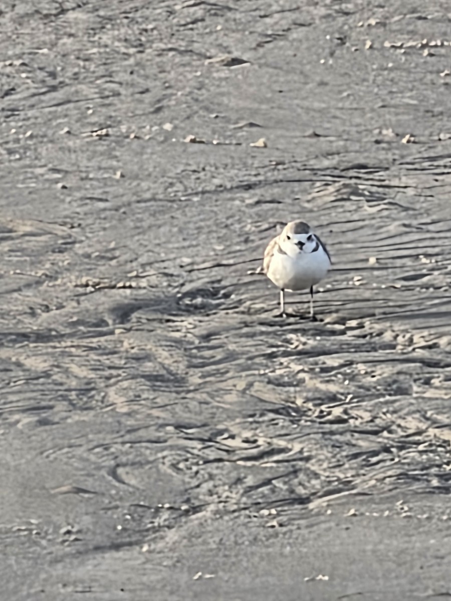 Snowy Plover - ML645779617