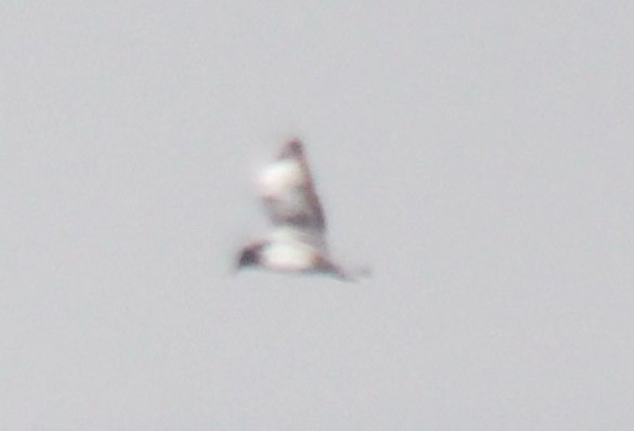 Pintado Petrel - ML645779622