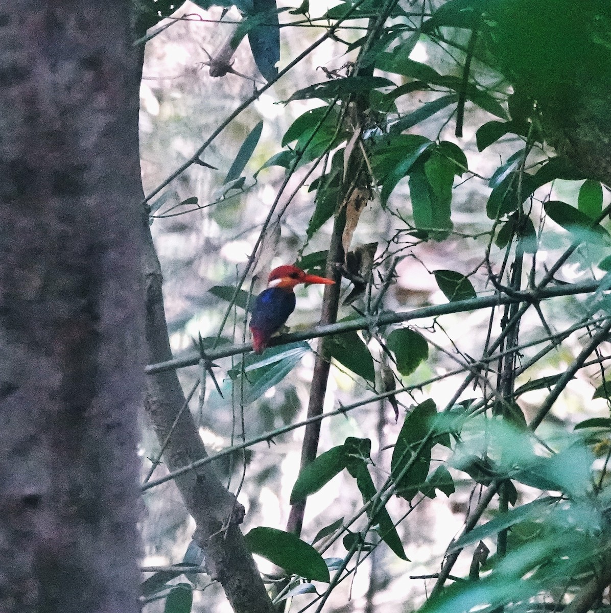 Black-backed Dwarf-Kingfisher - ML645779624