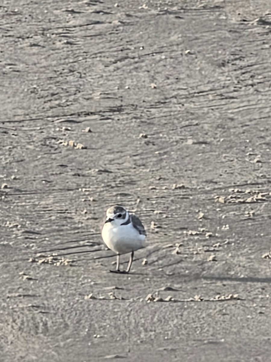 Snowy Plover - ML645779629
