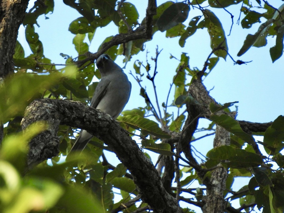 Oriental Cuckooshrike - ML645779633