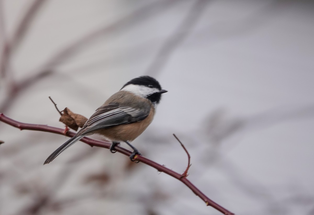 Гаїчка світлокрила - ML645779634