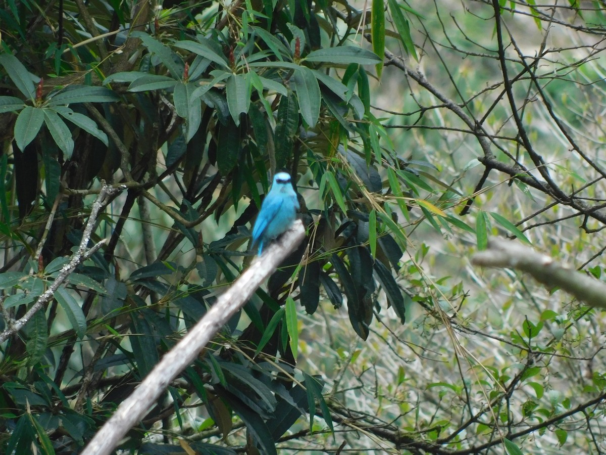 Verditer Flycatcher - ML645779635