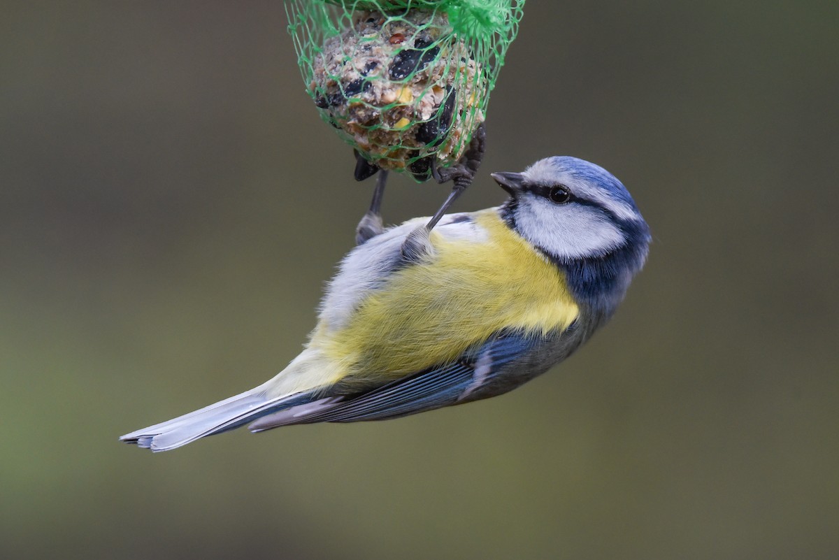 Eurasian Blue Tit - ML645779661
