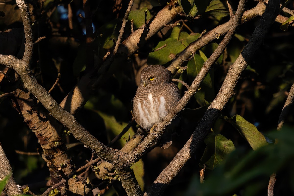 Asian Barred Owlet - ML645779670