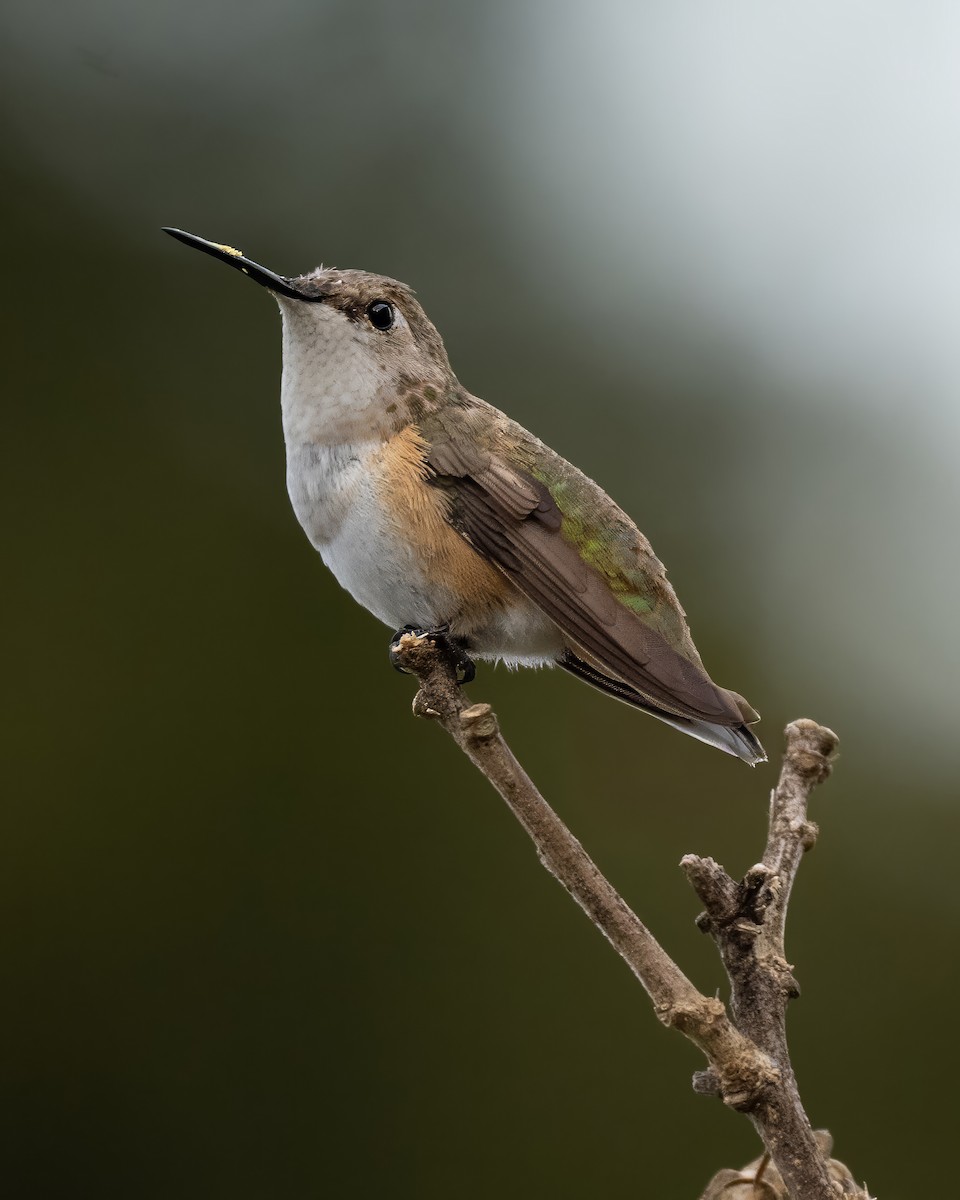 Rufous Hummingbird - ML645779692