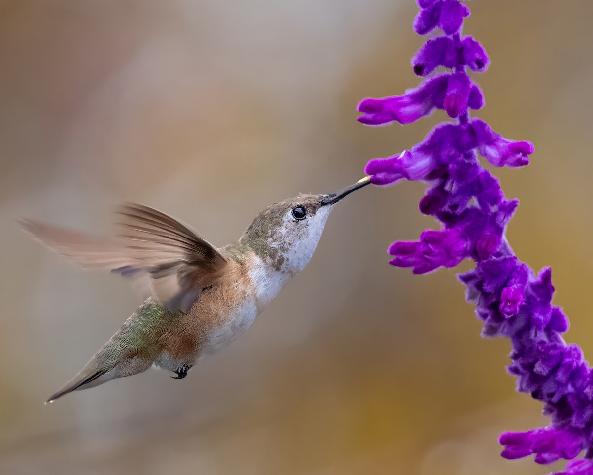 Rufous Hummingbird - ML645779693