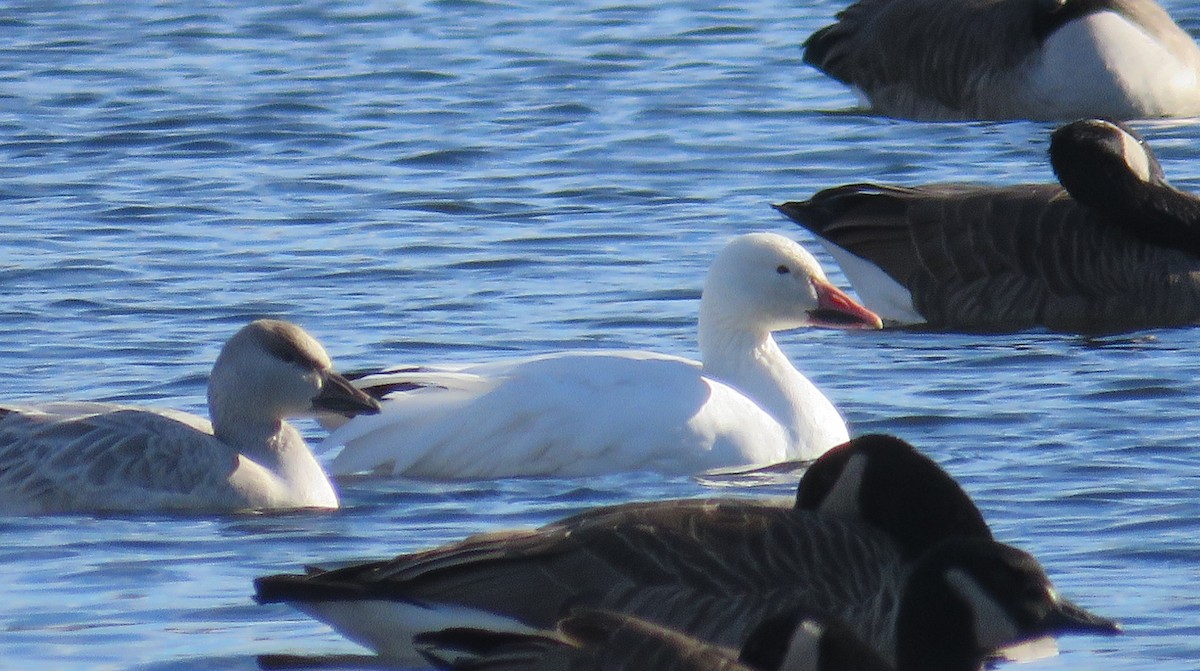 husa sněžní - ML645779713