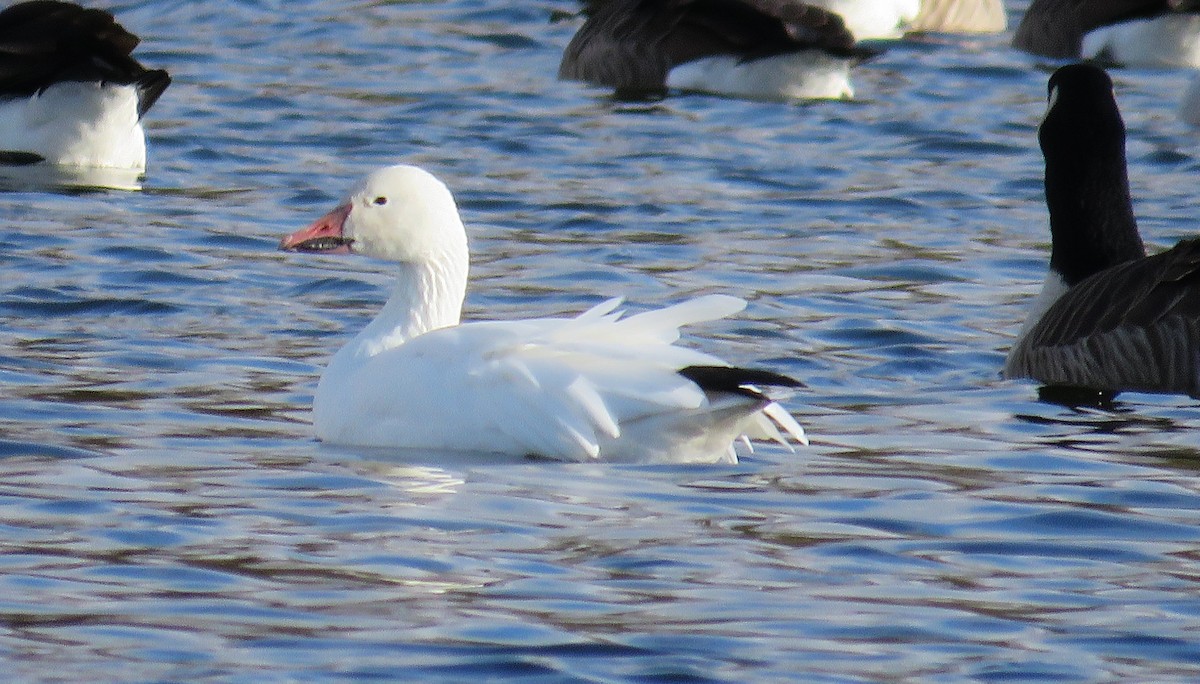 husa sněžní - ML645779714