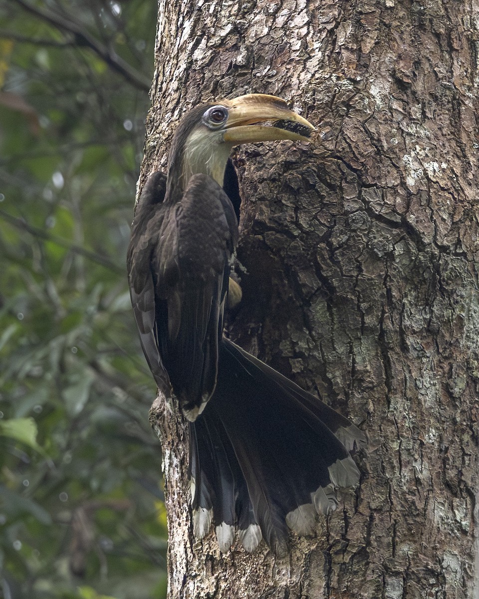 アッサムサイチョウ - ML645779716
