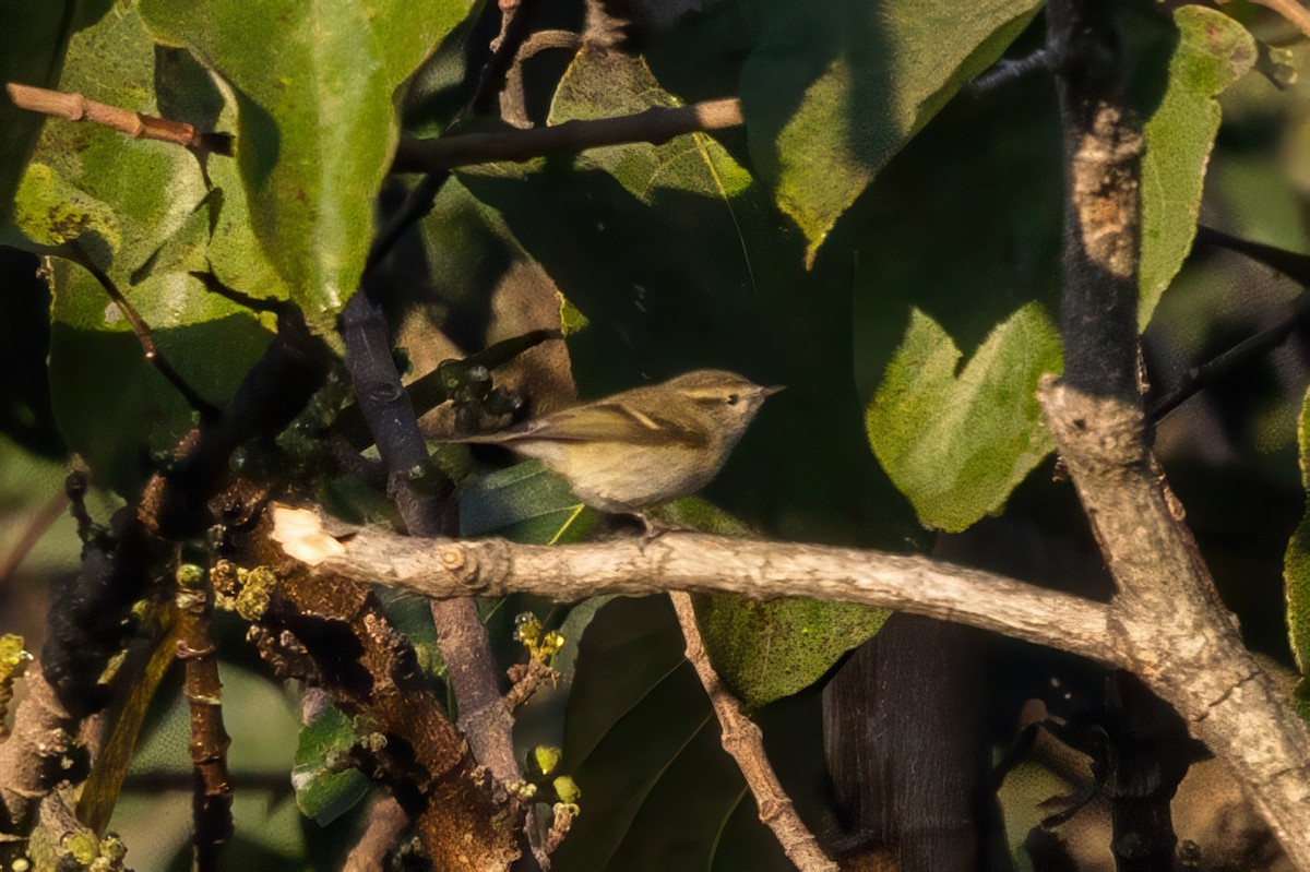 Hume's Warbler - ML645779717