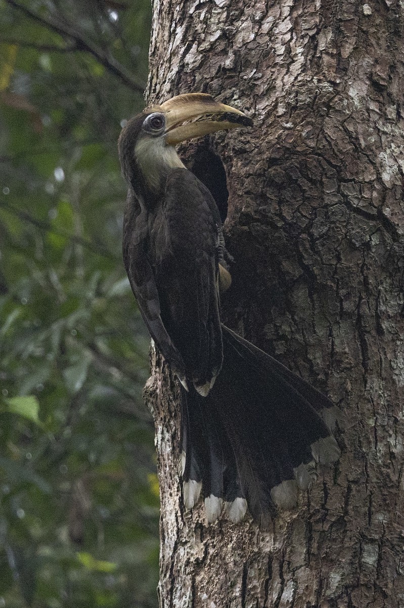 アッサムサイチョウ - ML645779718