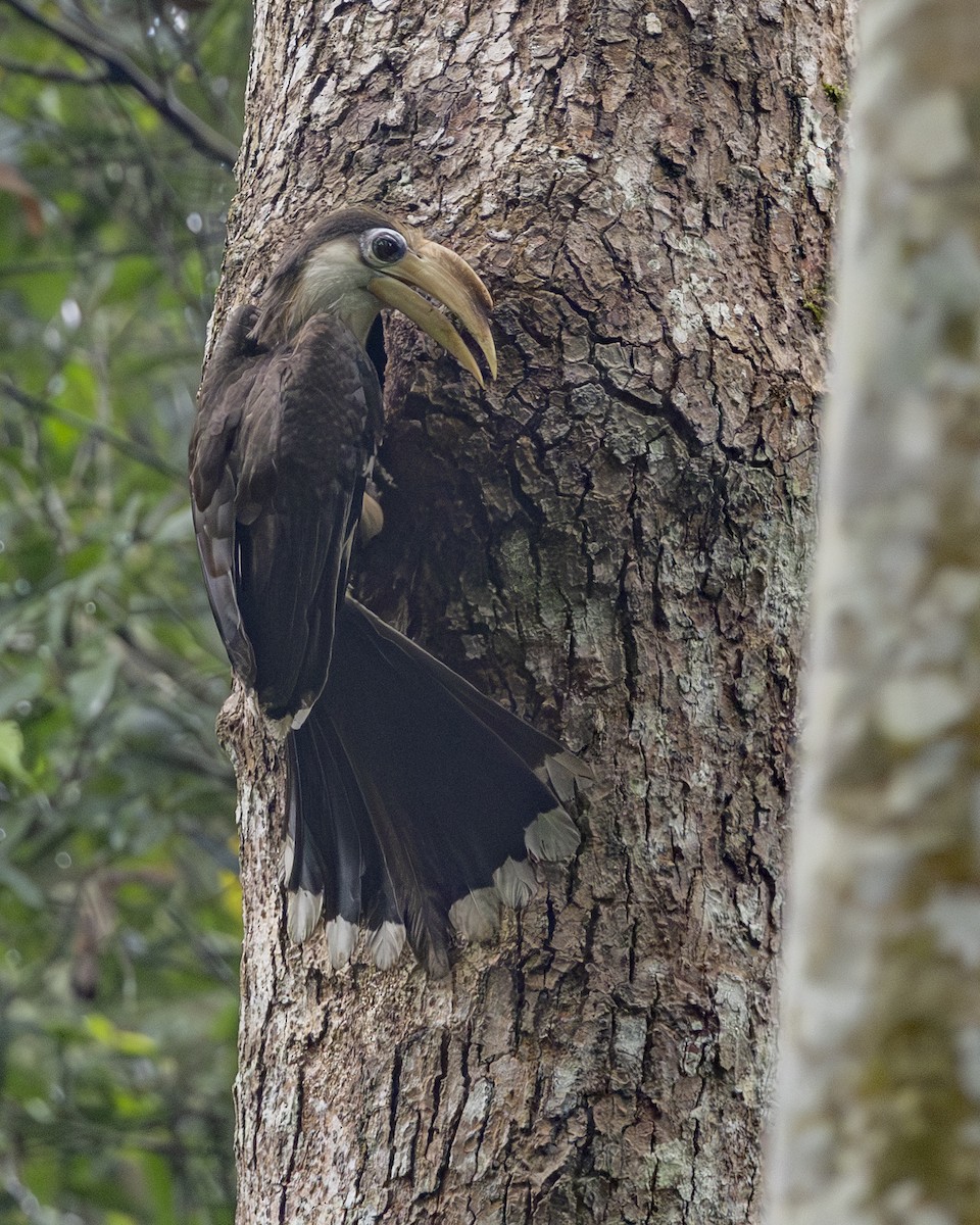アッサムサイチョウ - ML645779719