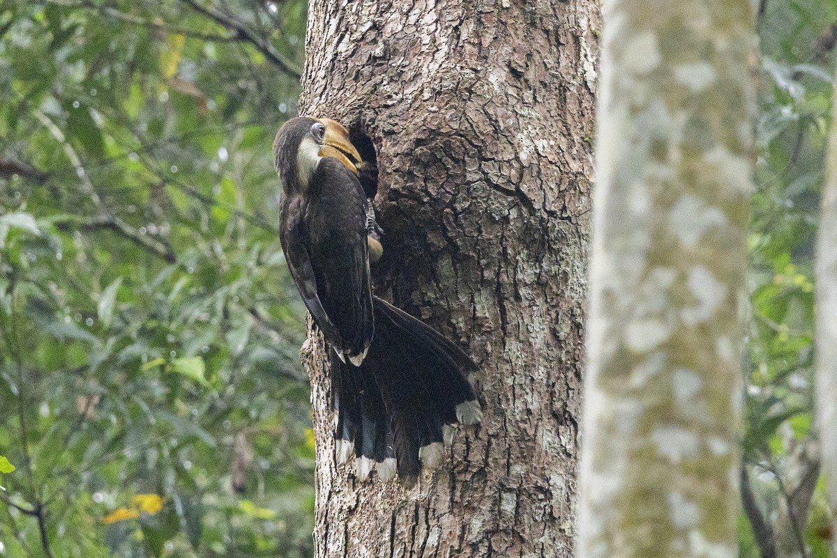アッサムサイチョウ - ML645779720