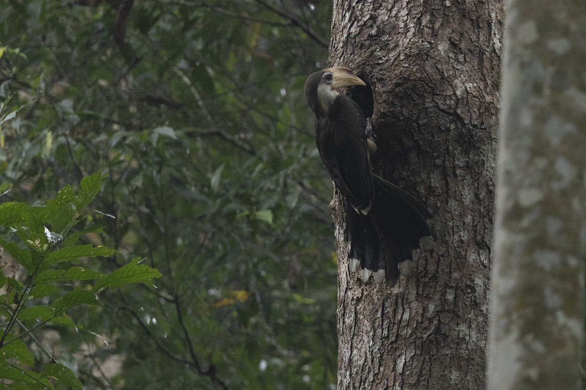 アッサムサイチョウ - ML645779721