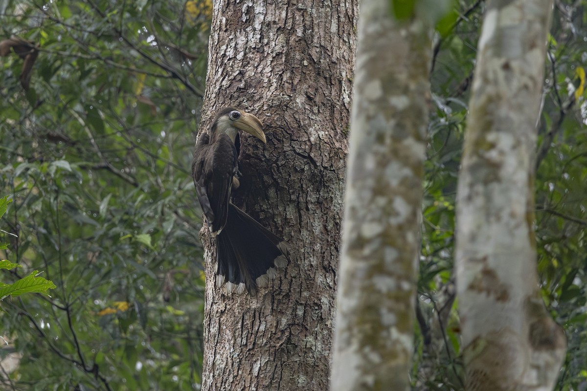 アッサムサイチョウ - ML645779722