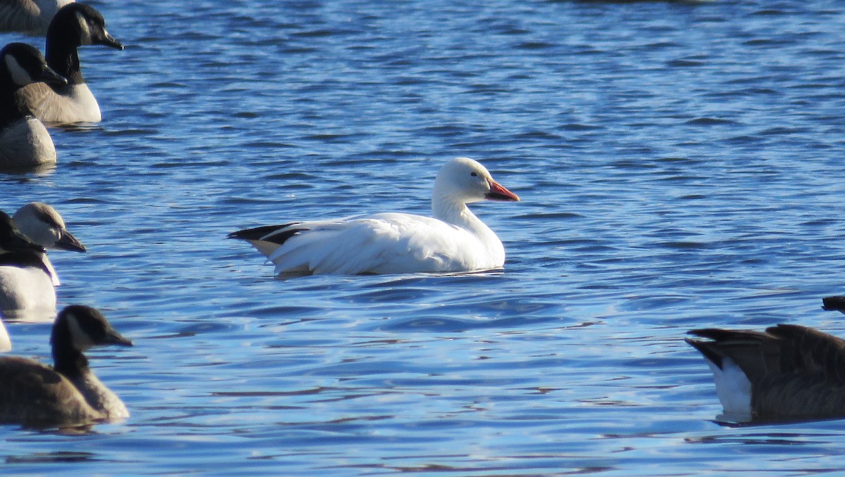 husa sněžní - ML645779723