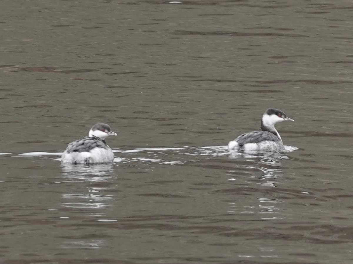 Horned Grebe - ML645779725