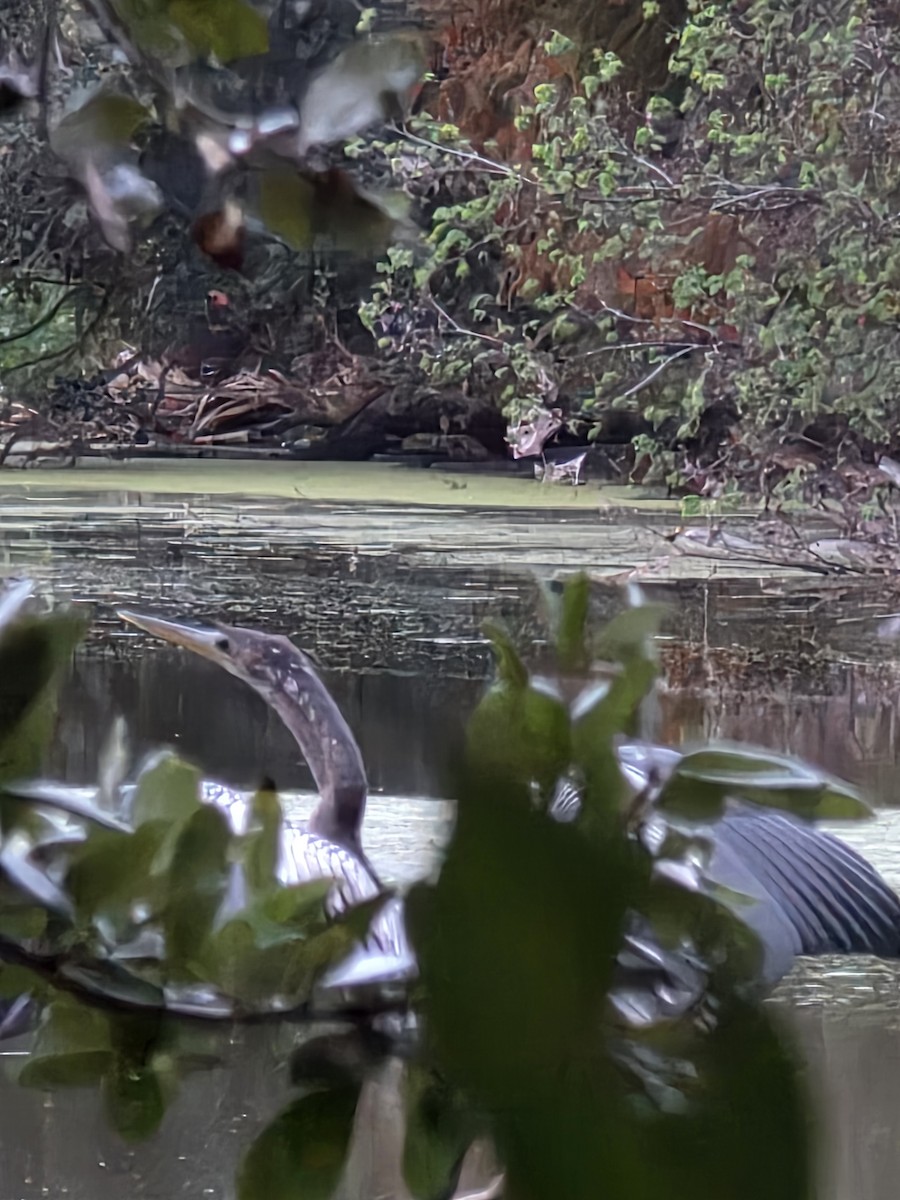 Anhinga - ML645779731