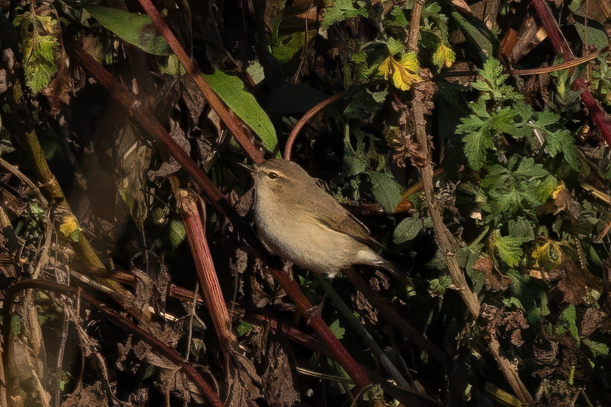 Common Chiffchaff - ML645779733