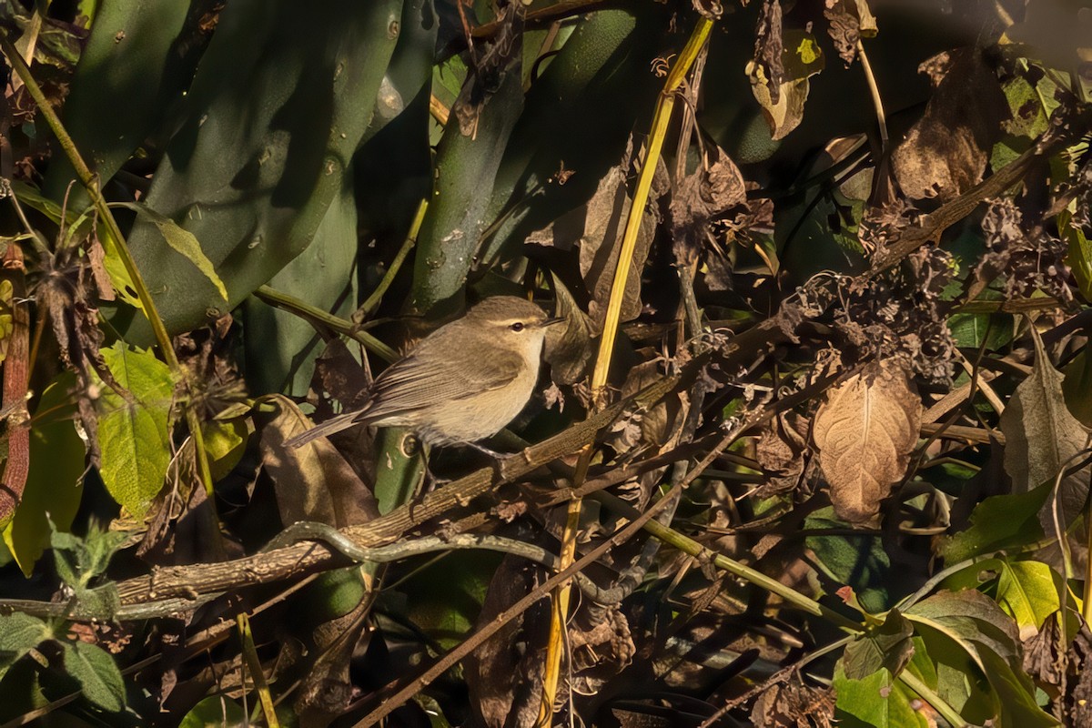 Common Chiffchaff - ML645779734