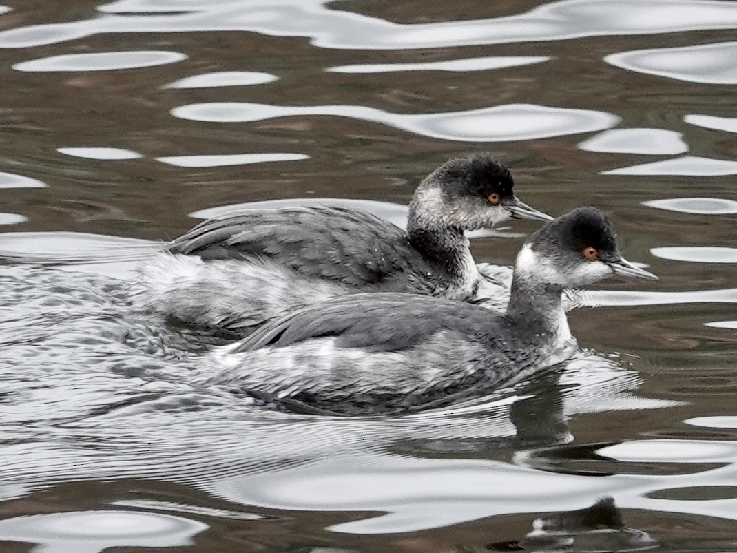 potápka černokrká - ML645779735