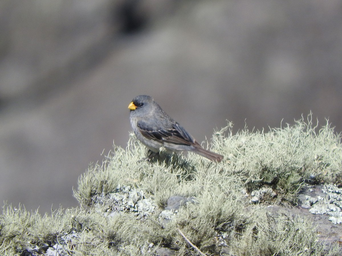 Band-tailed Seedeater - ML645779738