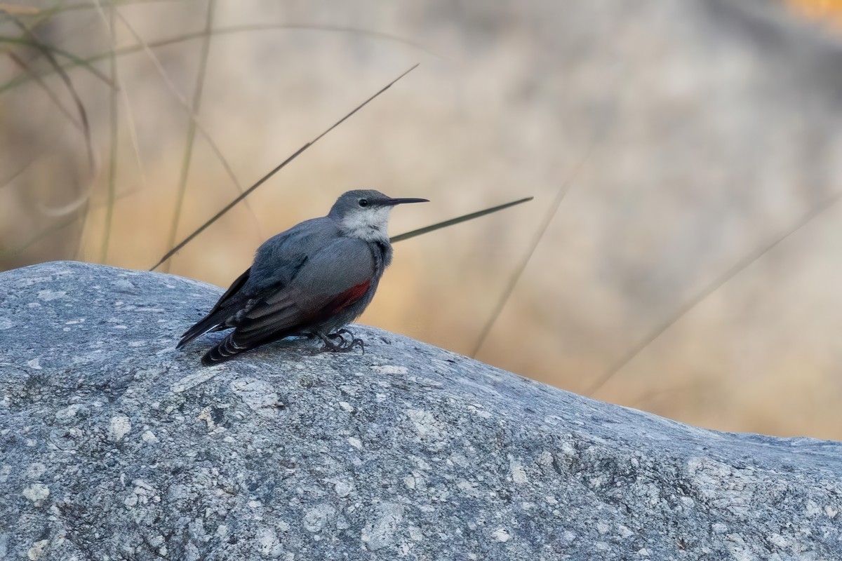 Wallcreeper - ML645779739
