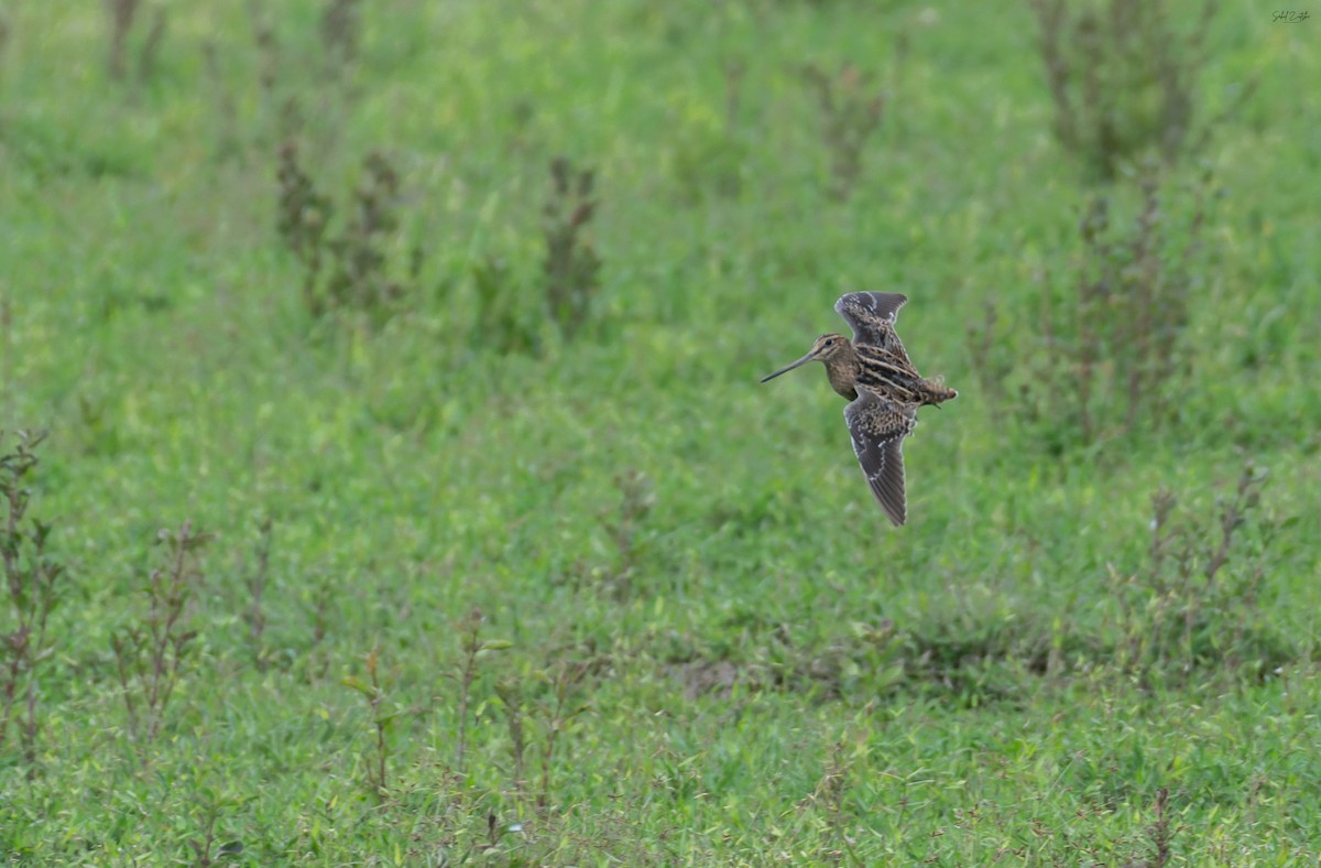 ハリオシギ - ML645779742