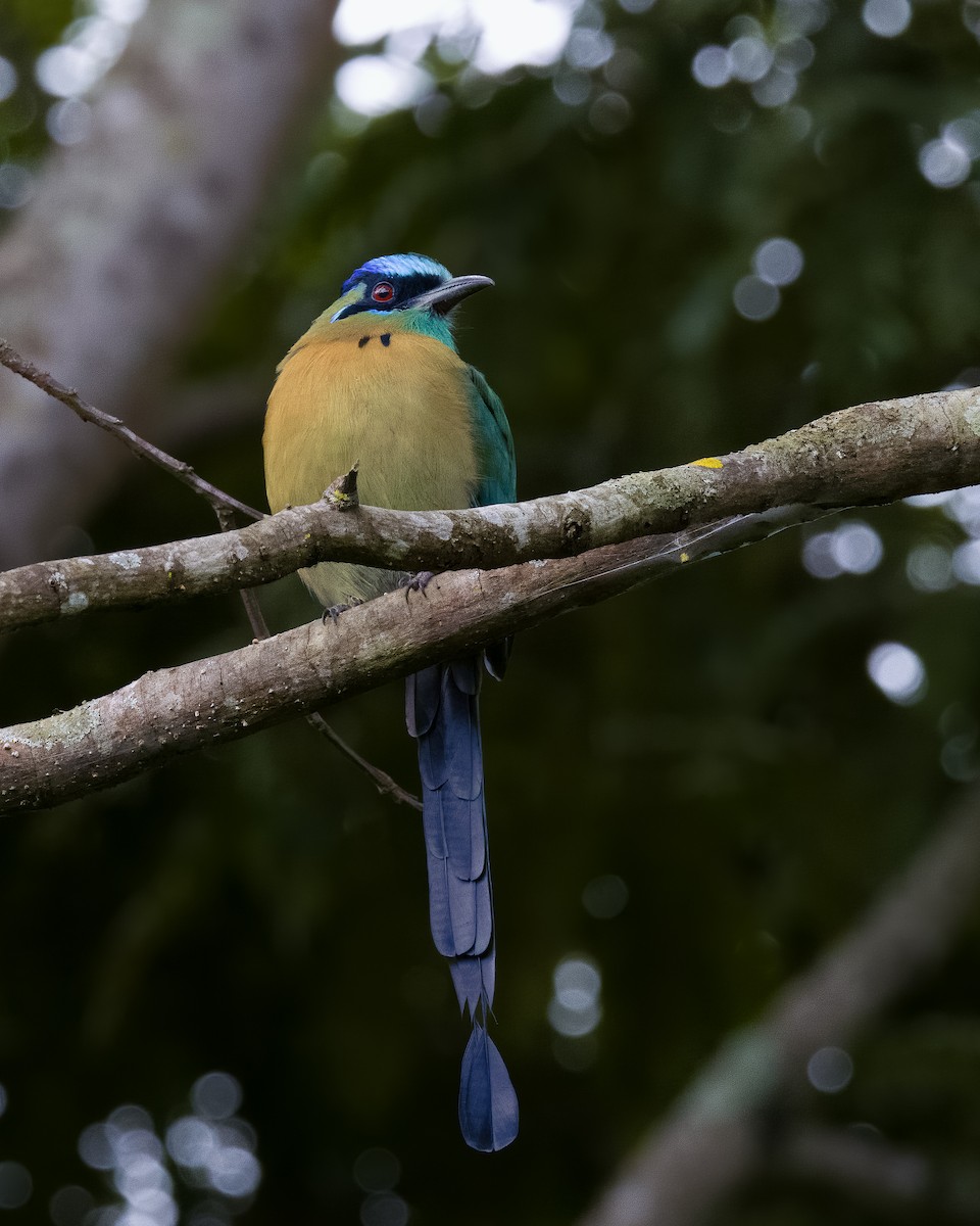 Lesson Motmotu - ML645779747