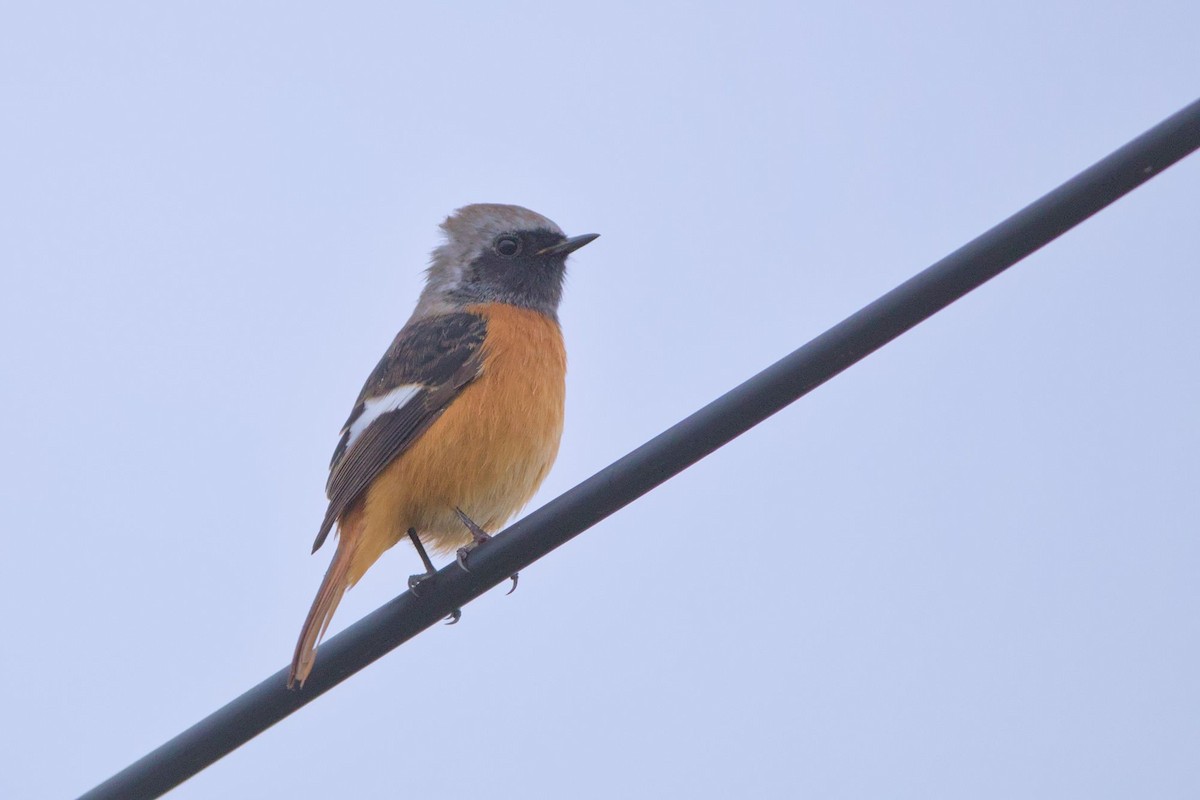 חכלילית סיבירית - ML645779748