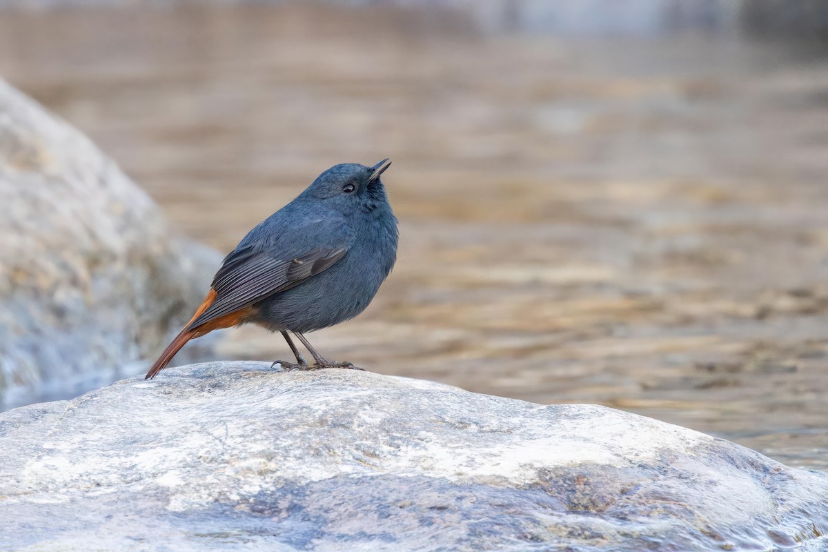 Plumbeous Redstart - ML645779752