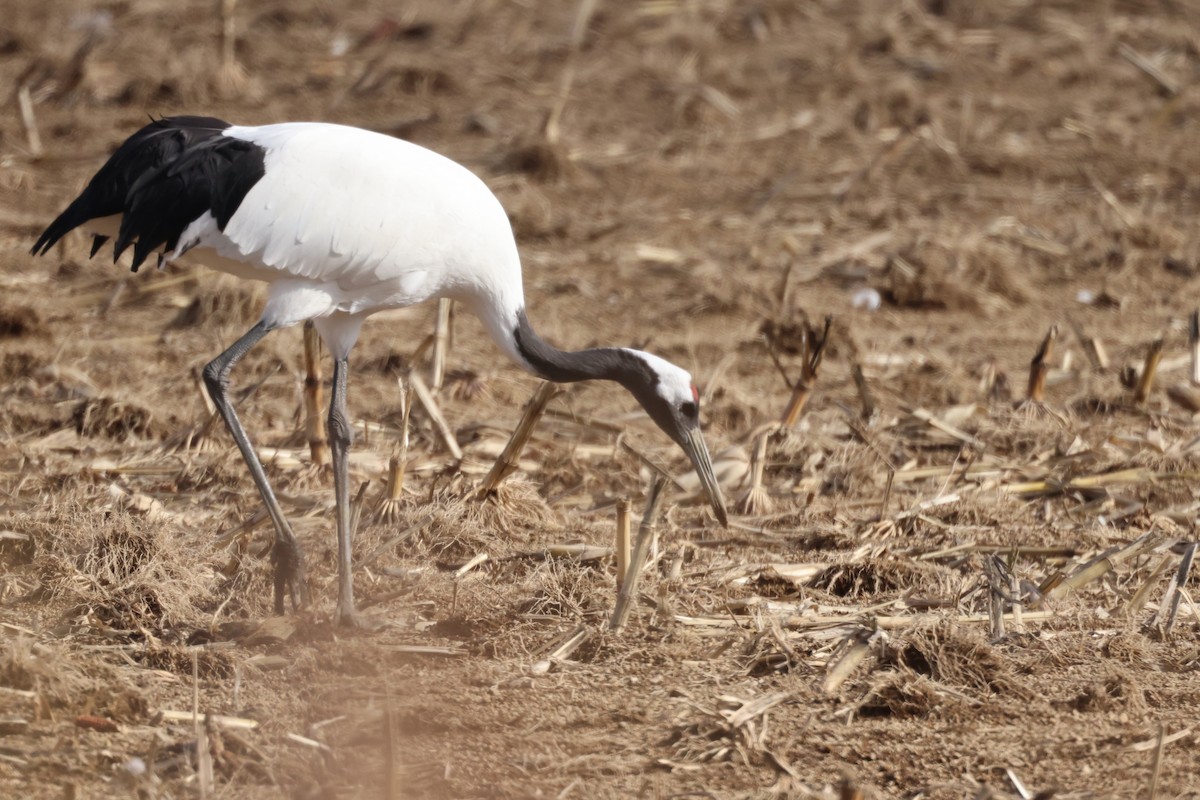 丹頂鶴 - ML645779753