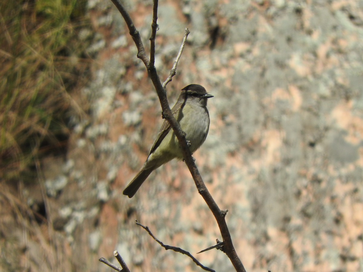 Crowned Slaty Flycatcher - ML645779754