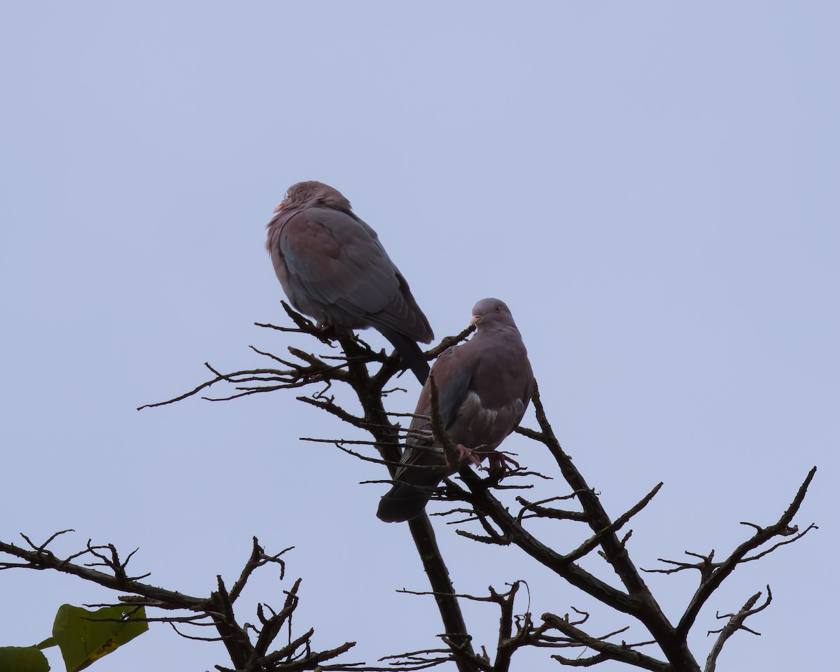 Red-billed Pigeon - ML645779757
