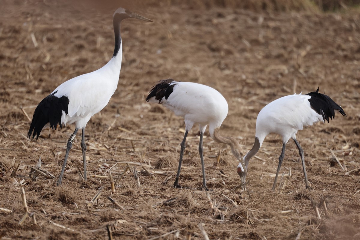 丹頂鶴 - ML645779758