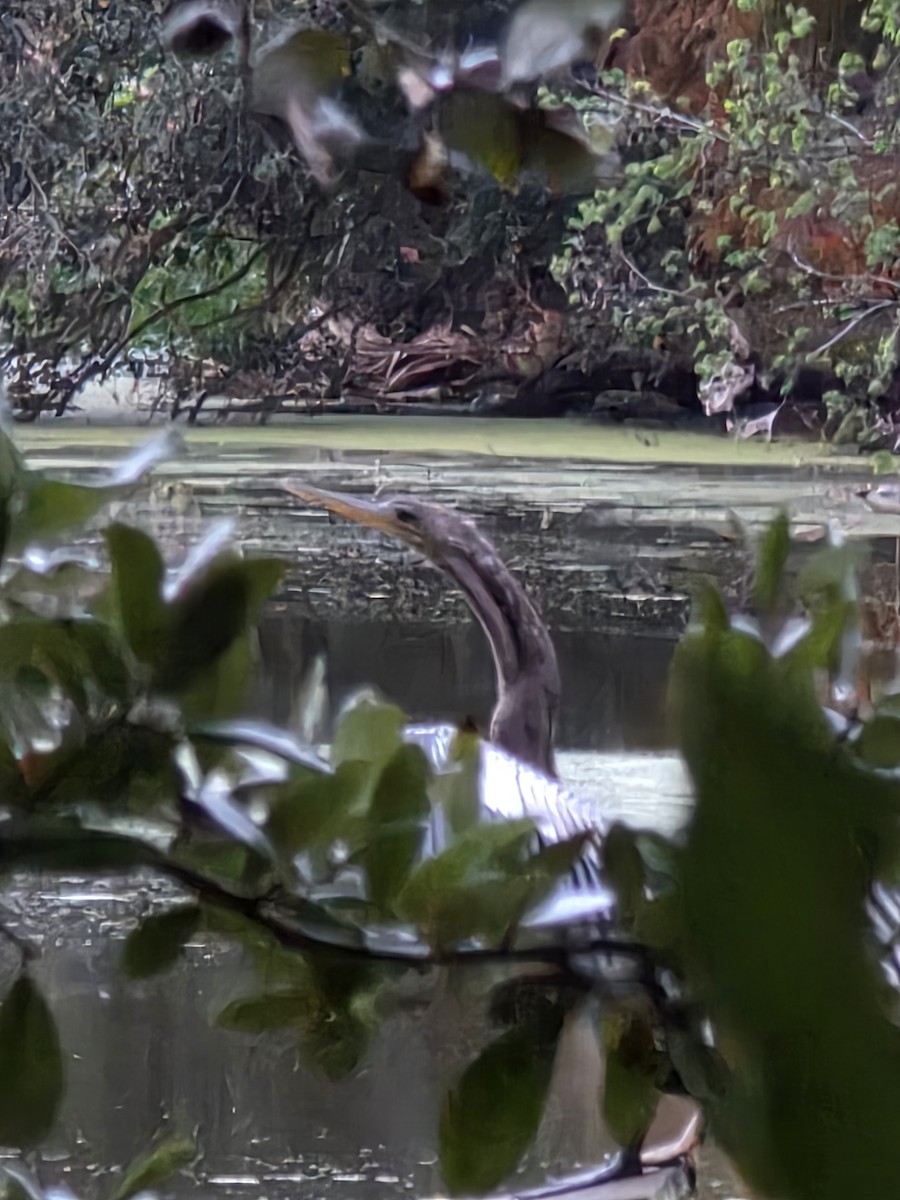 Anhinga - ML645779760