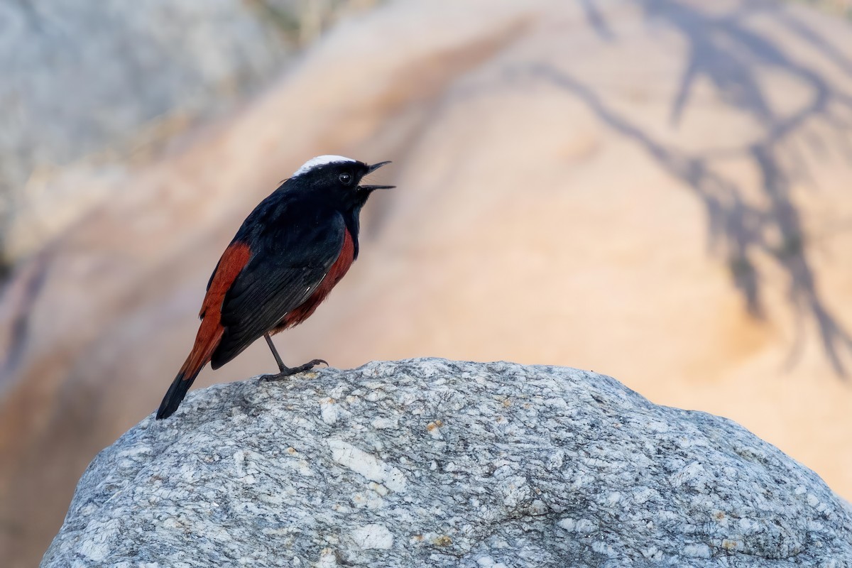 White-capped Redstart - ML645779767