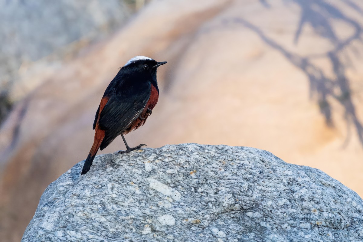 White-capped Redstart - ML645779768