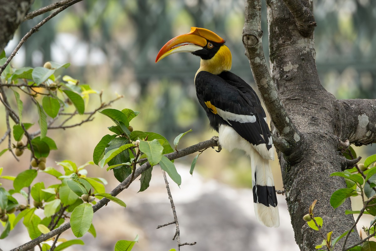 Great Hornbill - ML645779775