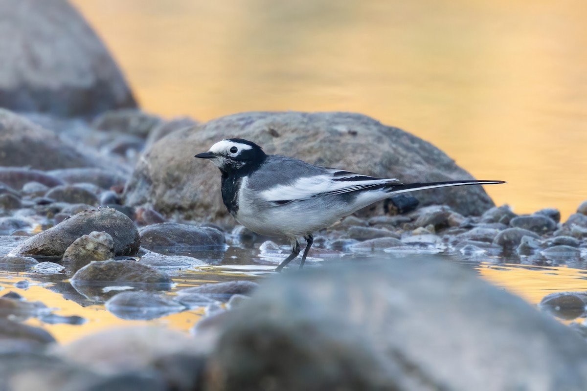 White Wagtail - ML645779788