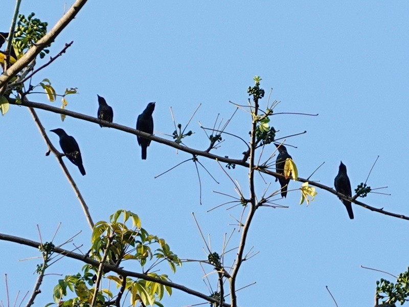 špaček rudooký - ML645779789