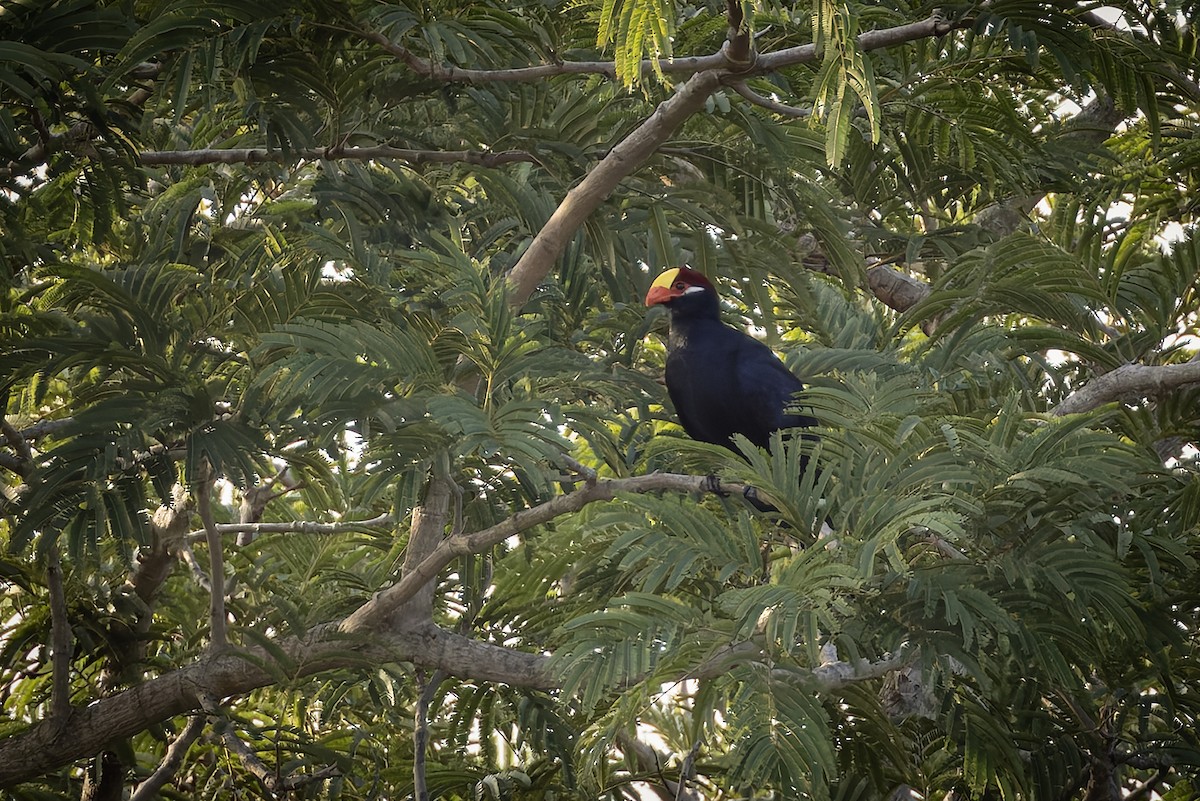 Violet Turaco - ML645779798