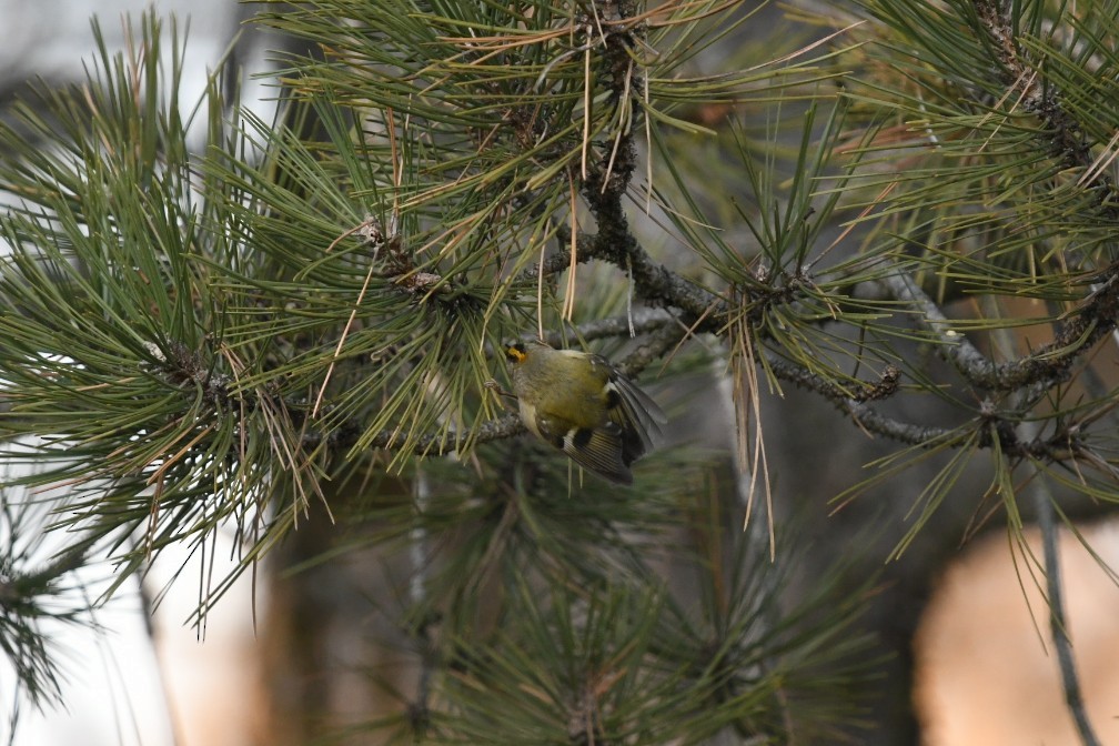 Goldcrest - ML645779806