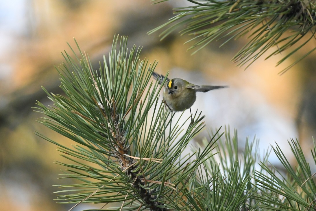 Goldcrest - ML645779807