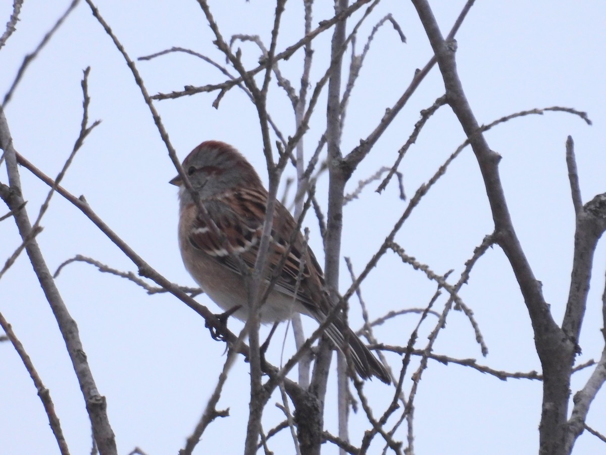 American Tree Sparrow - ML645779808